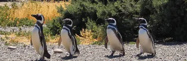 Estudio revela muertes en masa de pingüinos magallánicos durante ola de calor en Argentina