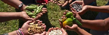 Iniciativa Popular de Norma: Derecho a una alimentación y nutrición adecuada y soberana