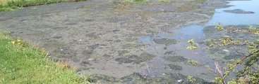 Comunidades interpusieron querella ambiental por contaminación de Estero Perquenco