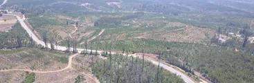 A cinco años del megaincendio en Florida: Monocultivos imperan mientras flora nativa tarda en recuperarse