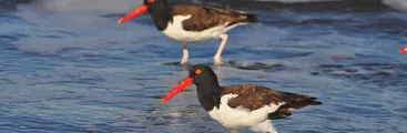 Día mundial de Humedales: La necesidad de proteger al ave playera Pilpilén
