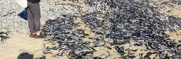 Advierten que eventos de surgencia costera que causan varazones de peces podrían empeorar con el cambio climático en el futuro próximo