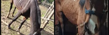 Caballos desnutridos y ahora desaparecidos: Investigan a club de Huasos y Raíces Campesinas de Chiguayante por maltrato animal