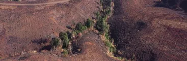 Llamas del despojo: Cómo las forestales arrasaron con fuego el bosque nativo en Nahuelbuta y la Cordillera de la Costa en Chile