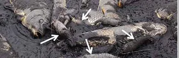 Crisis hídrica causa mortalidades masivas de camarón de río en cuenca del Choapa, revela estudio