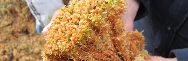 Ley Pompón y la protección de la estabilidad climática: Proyecto busca prohibir actual explotación desmedida de musgo con capacida de mitigación