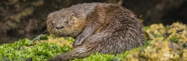 Preparan documental sobre Santuario de la Naturaleza Península de Hualpén