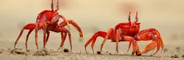 Sonidos de baja frecuencia afectan comportamiento de organismos del fondo oceánico, revela estudio
