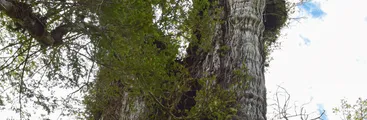 Investigadores plantean que el árbol más antiguo del mundo podría estar en la Región de Los Ríos