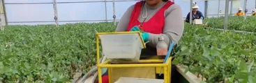 Trabajadoras de Vivero Arauco fueron despedidas tras exigir a la empresa condiciones laborales mínimas de seguridad