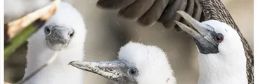 Ya puedes ver el tráiler del nuevo documental sobre la Península de Hualpén