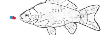 Urge investigar los impactos de fármacos y sus metabolitos en el ambiente marino, advierte estudio