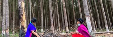 Informe revela violaciones de Derechos Humanos, impactos sociales y ecológicos por explotación de plantaciones forestales de multinacional Smurfit Kappa en Colombia