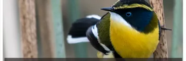 Wallpen: Documental sobre Santuario de la Naturaleza de Hualpén ya tiene fecha de estreno online