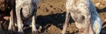Juzgado acoge querella por brutal maltrato animal contra zorro en centro de caza de Villarrica: Funcionario del SAG está involucrado
