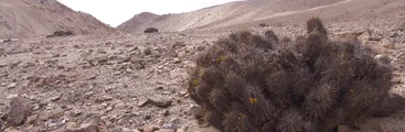 Científicos investigan alarmante reducción poblacional de cactus endémico