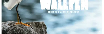 Estreno presencial de documental "Wallpen" se realizará en la U. Federico Santa María