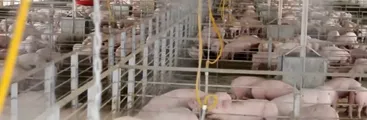Corte Suprema acoge recurso de protección por impactos de chanchera de Las Astas y Coexca en Tucapel