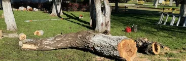 A dos días de la indiscriminada tala de árboles en Las Higueras municipio de Talcahuano aún no entrega informe técnico exigido por vecinos/as