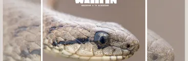 "Wallpen: Observar a tu alrededor": Documental aborda la biodiversidad y cultura en la Península de Hualpén