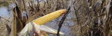 AES Chile pretende desalojar con Carabineros camino interior resguardado por agricultores/as pese a haber inundado sus cultivos e intervenido canal de regadío