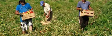 Declaración de organizaciones del Campo Chileno por el Apruebo: ¡Por una Constitución rural y campesina!