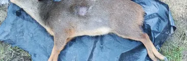 Pudú muere tras ataque de perro en las cercanías del Parque Nacional Nonguén
