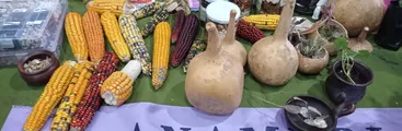 Las semillas tradicionales en la Nueva Constitución 