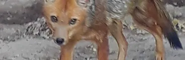 ¿Y el sufrimiento animal? Presentan recurso de protección contra Alto Maipo S.A tras negar paralización de obras en camino rural colindante con centro de rehabilitación de fauna silvestre