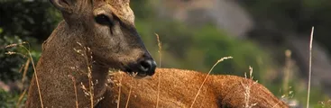 Tribunal Ambiental acoge reclamación contra Central Hidroeléctrica Halcones por afectar hábitat del huemul
