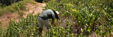 Día Nacional del Vino, nada que celebrar: viñateros denuncian que venta de su uva sigue impaga por poderes compradores