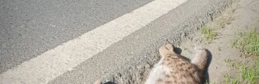 Puma y Guiña muertos por atropellos en el Biobío muestran los impactos para la fauna silvestre de la urbanización y deterioro de su hábitat