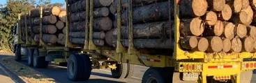 Cae empresario forestal sindicado como líder de banda dedicada el robo de madera en Collipuli 