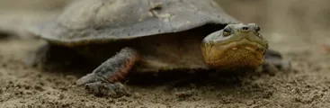 Informe sostiene que América Latina sufrió una disminución del 94% de las poblaciones de animales silvestres durante los últimos 50 años