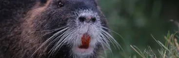 Registro de Coipo en terminal de buses Collao evidenciaría el deterioro del hábitat de la fauna nativa en Concepción