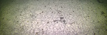 Impactantes imágenes muestran moribundo fondo marino devastado por las salmoneras en Magallanes