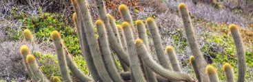 Presentan expediente que busca la declaratoria de Santuario de la Naturaleza para Punta de Tralca