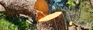 Vecinos/as de San Pedro de la Paz denuncian falta de fiscalización en Santuarios de la Naturaleza ante tala de árboles nativos