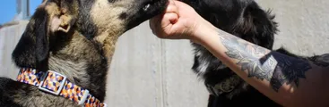 “Ni la municipalidad ni el Estado nos ayuda en esta labor": Rescatistas de animales de Concepción solicitan refugio y recursos 