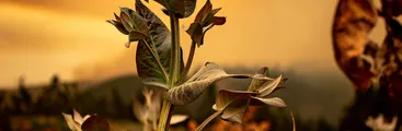 Pino y Eucalipto: las especies inflamables detrás de los incendios forestales