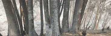 Árboles nativos en peligro de extinción fueron quemados en incendios forestales en el Biobío, pero es recuperable si se actúa ya