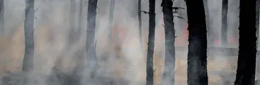 ¡Aguas, aguas! Humedales bajo fuego ¿Qué sabemos y qué está haciendo Chile?