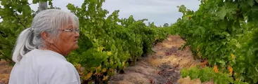 Estado argentino fija precios y compra uva a viñateros, mientras autoridades chilenas desoyen esta misma demanda