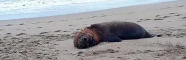 Más de 70 lobos marinos fueron encontrados muertos en Isla Santa María