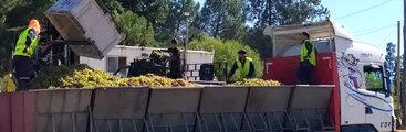 Viñateros/as acudirán a La Moneda para exigir la “Cotrisa del Vino”