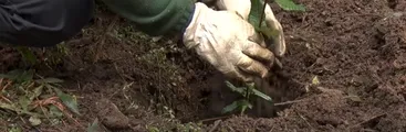 Los árboles: Aliados ignorados en Concepción pese a las altas temperaturas y los problemas en la calidad del aire