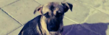 Carabinero disparó y mató a perro callejero en inmediaciones de Cesfam