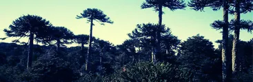 Plata a cambio de daño irreparable: confirman multa contra Mininco por dañar mas de un centenar de araucarias en Curanilahue