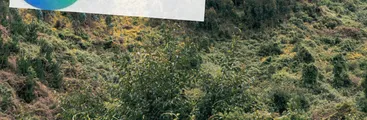 Ante ausencias en Estudio de Impacto Ambiental: CONAF solicitó término anticipado de evaluación de proyecto minero en Penco