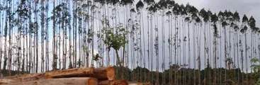 Peligro por expansión de árboles transgénicos: Brasil fue sede de encuentro internacional para detener su propagación